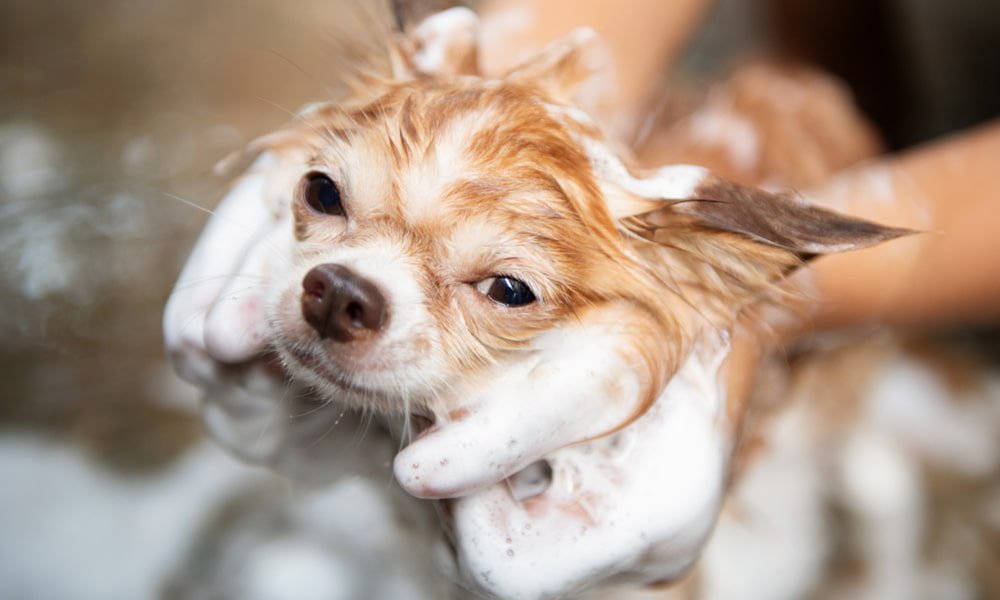 dog shampoo 