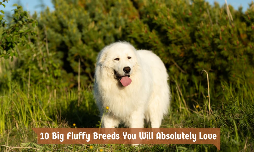Big Fluffy Breeds