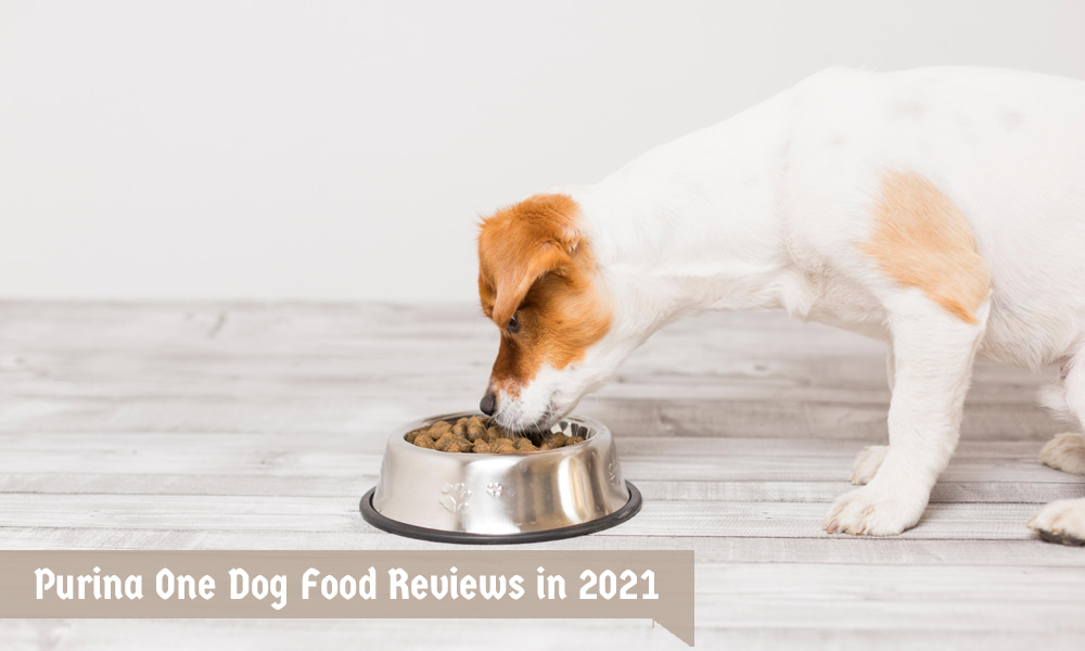 Purina One Dog Food Reviews in 2021 – Everything Dog Owners Need to Know