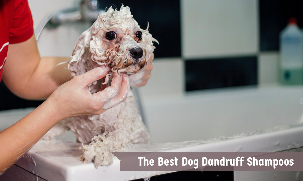The Best Dog Dandruff Shampoos – A Buyer’s Guide 2021