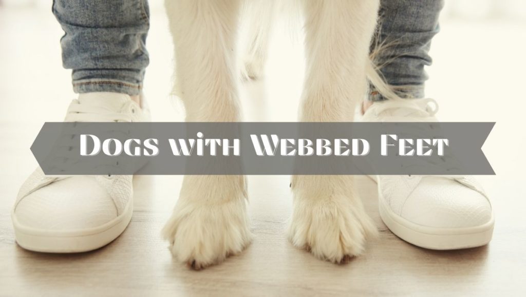 Dogs with Webbed Feet