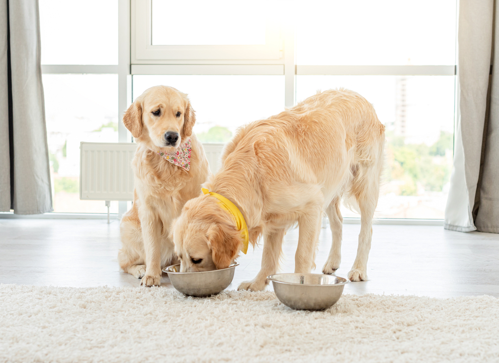 Adult and adolescent golden retriever dogs eating out of silver bowls on white rug