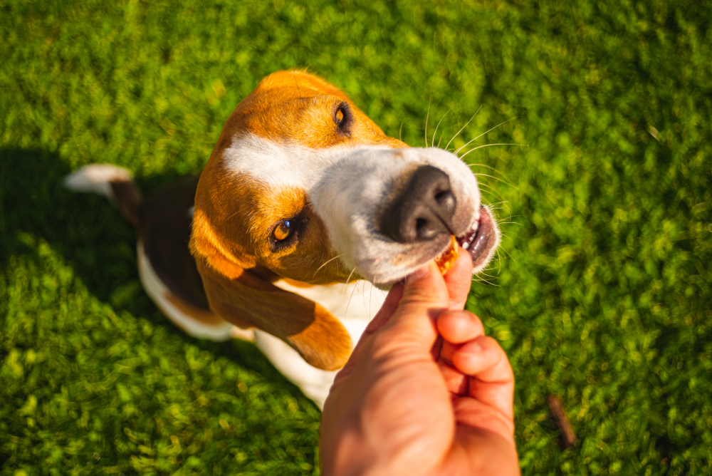 Beagle-dog-sitting-on-grass-and-taking-treat-from-persons-hand.