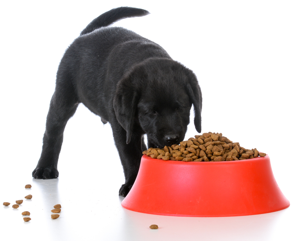 Black Labrador retriever puppy eating kibble out of large red bowl