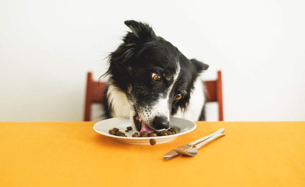 Border-collie-dog-sitting-at-table-eating-kibble-off-plate-with-fork-and-knife-beside-it.j