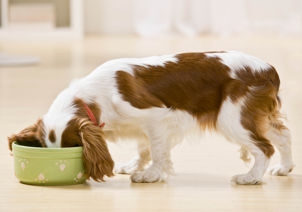Cavalier King Charles spaniel puppy eating with head in dog bowl