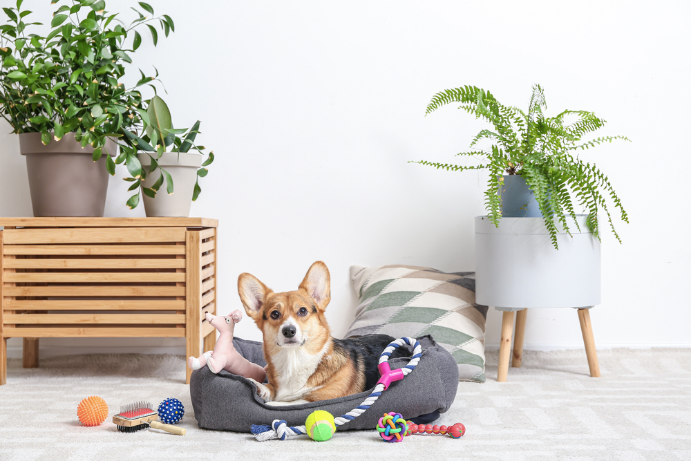 Corgi dog lying in dog pet with selection of toys and grooming brush scattered around
