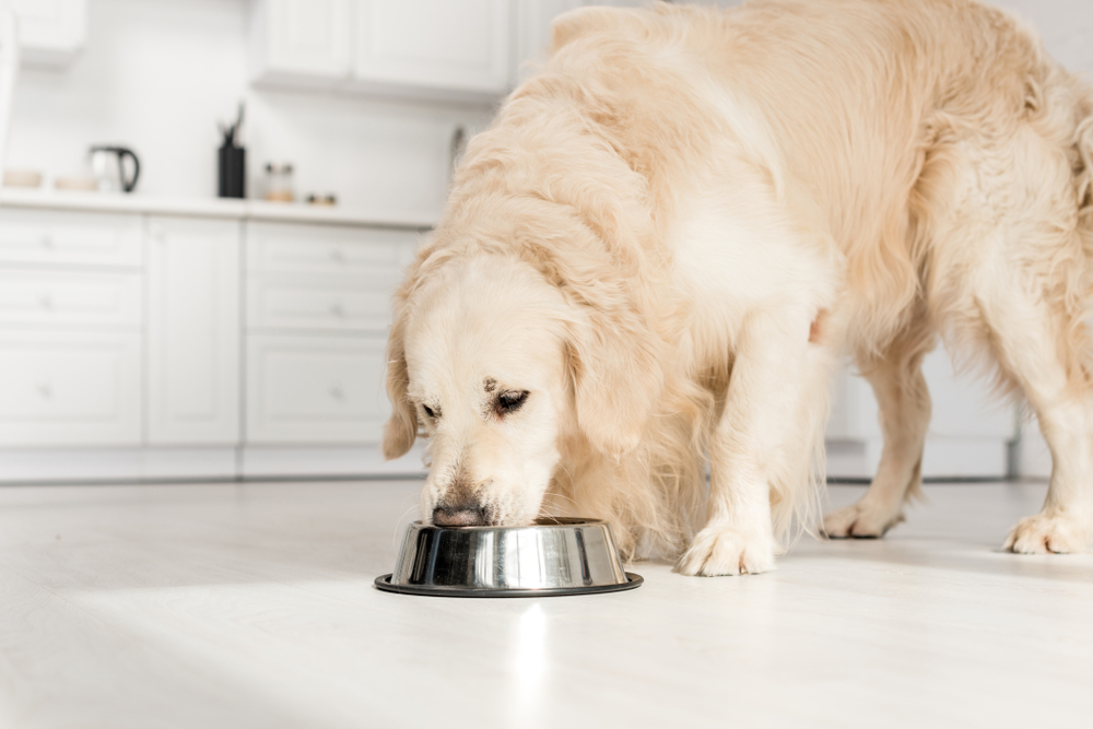 Cream-colored-golden-retriever-eating-out-of-silver-dog-bowl-on-kitchen-floor