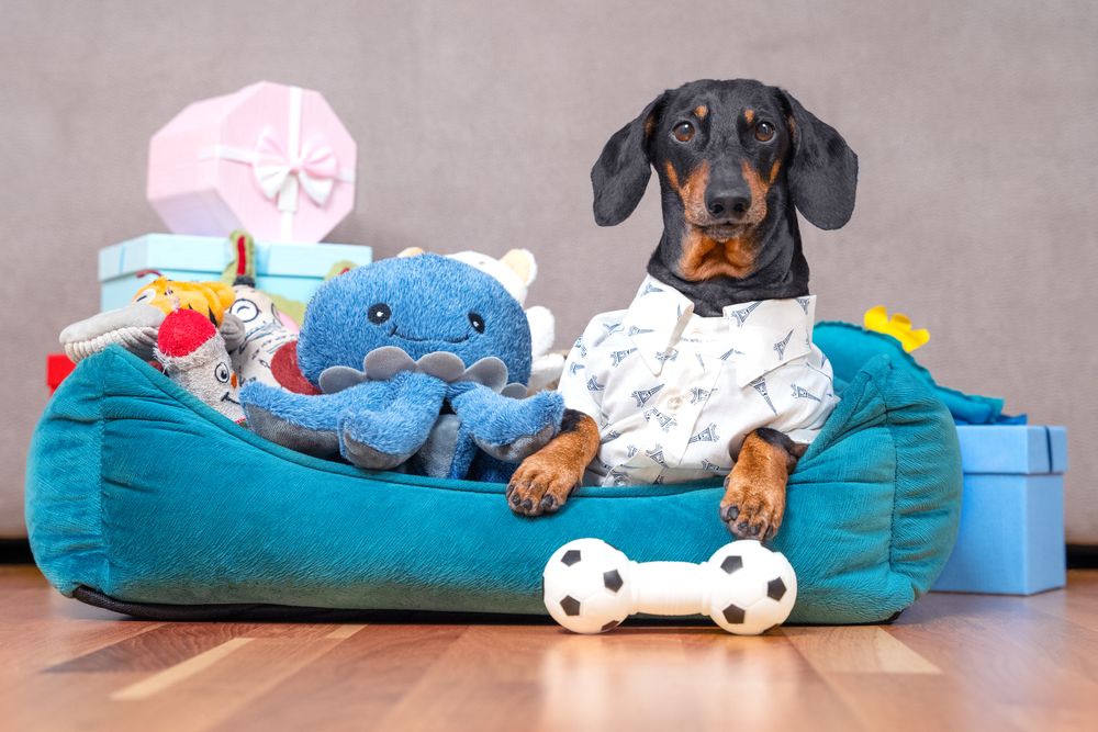 Dachshund wearing collared shirt lying in plush dog bed with toys