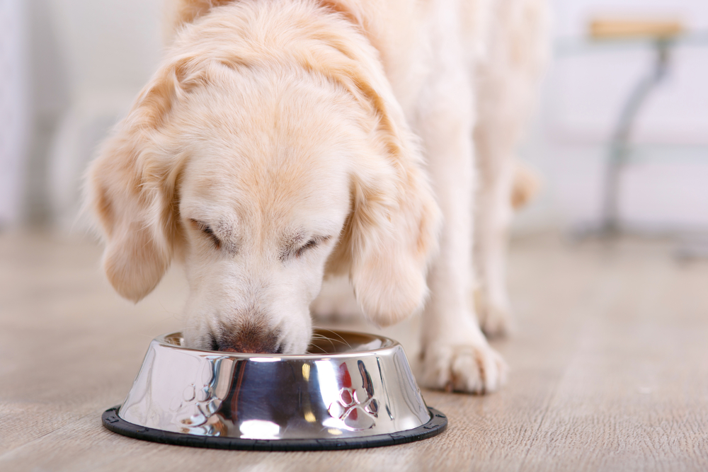 Golden-retriever-dog-eating-out-of-a-silver-dog-bowl.j