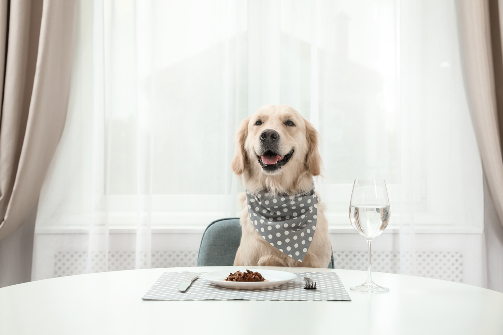 Golden retriever wearing handkerchief sitting at dining table with plate, silverware, and wine glass full of water