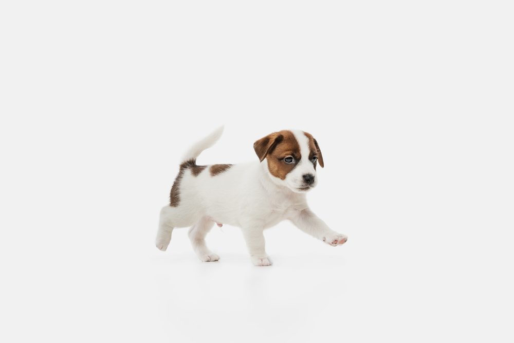 Jack Russell puppy trotting across white background