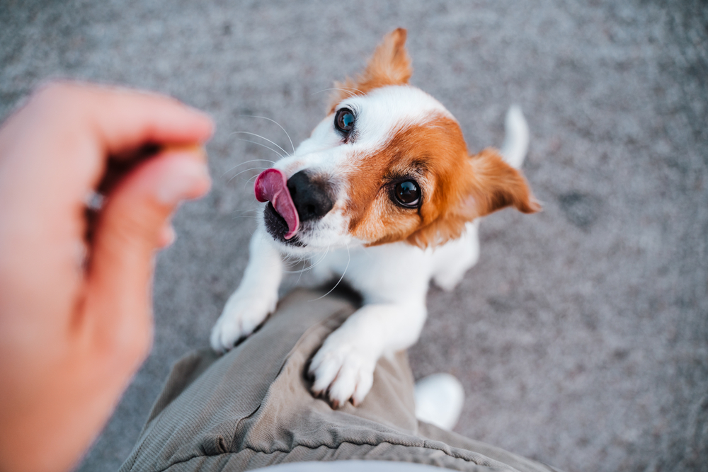 Jack-Russell-terrier-dog-reaching-up-leg-of-person-holding-treat-while-licking-its-lips.