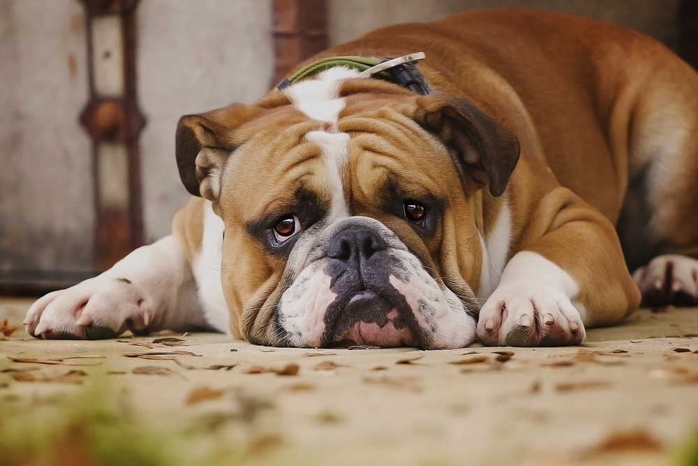 Sad-looking English bulldog lying on mat on floor