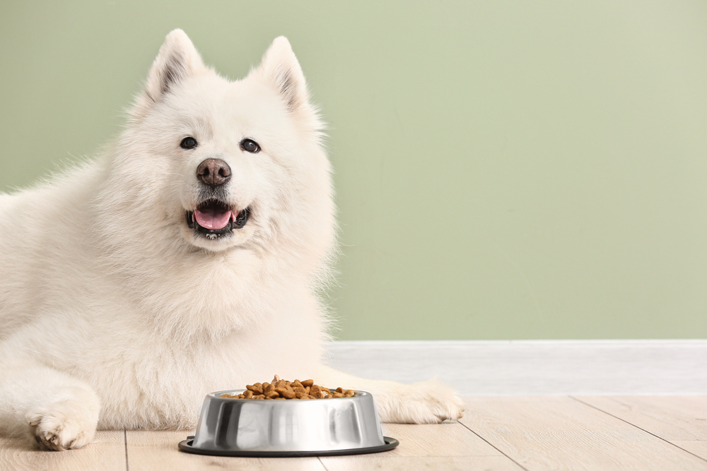 Samoyed dog lying on floor in front of full bowl of dog kibble