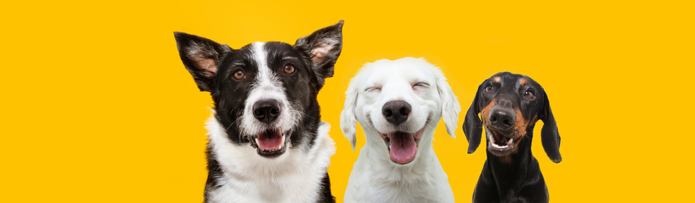 Three-happy-dogs-of-mixed-breed-smiling-on-yellow-background