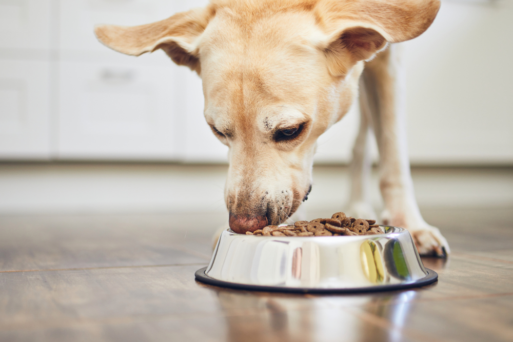 Yellow Labrador retriever eating kibble from dog bowl on kitchen floor