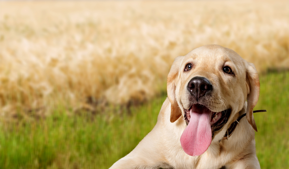 Yellow Labrador retriever panting while lying in grassy field on sunny day